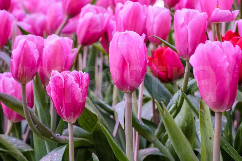 Фотообои Поле розовых тюльпанов