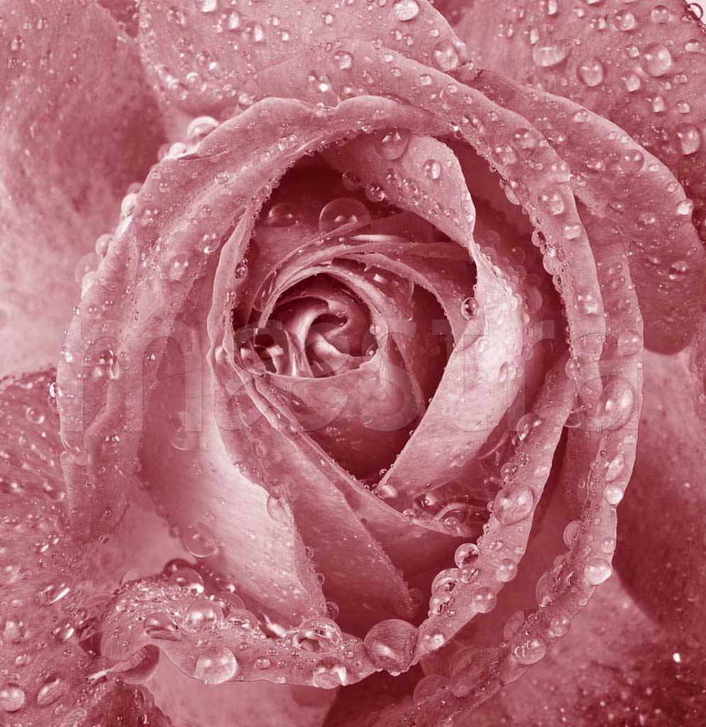 Фотообои Бутон розы с каплями росы
