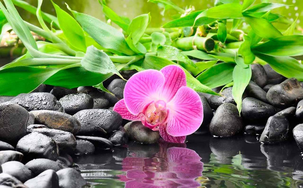 Фотообои Орхидеи на черном камне