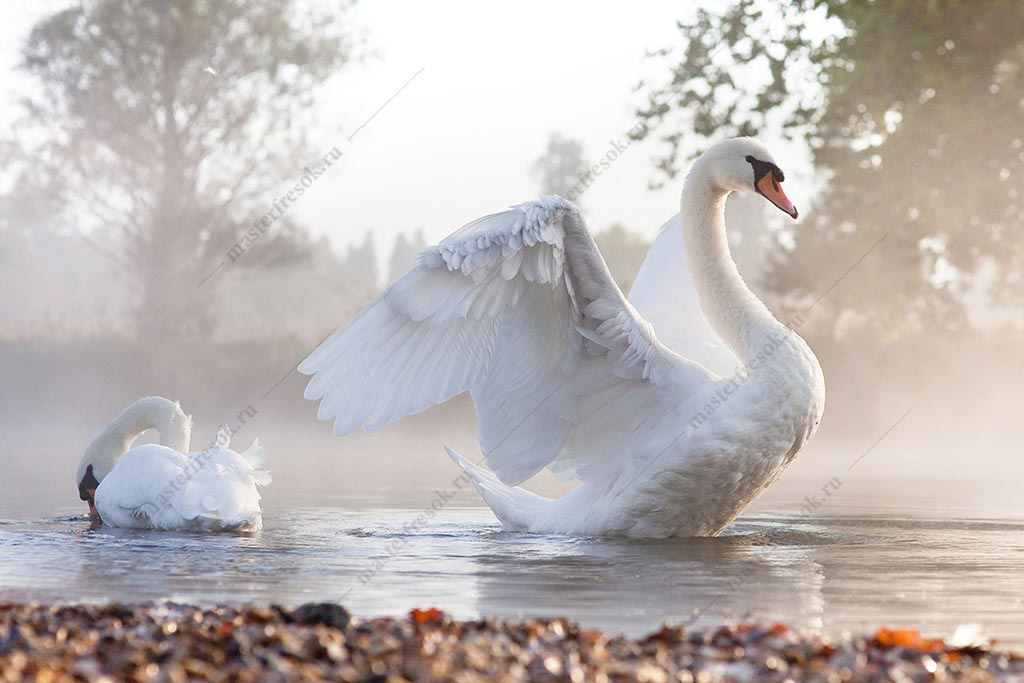 Фотообои Лебедь с расправлеными крыльями