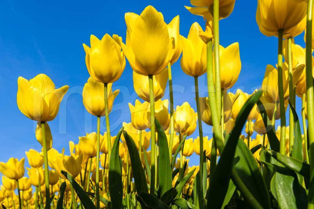 Фотообои Желтые тюльпаны в поле