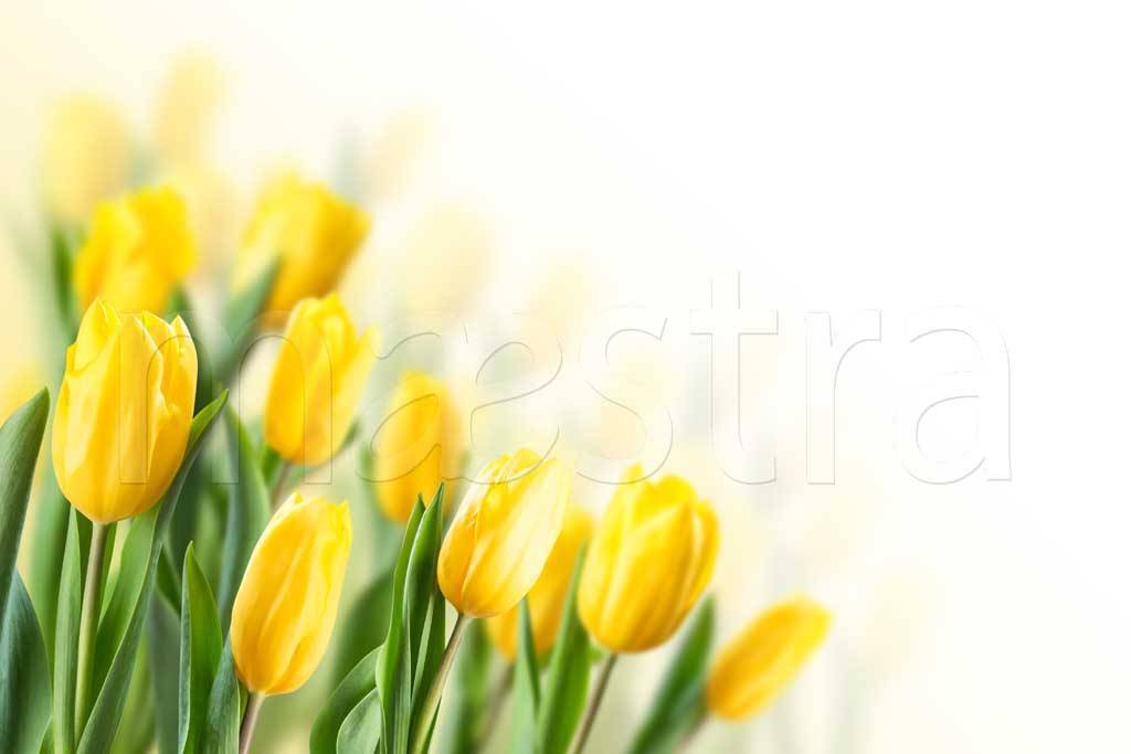 Фотообои Букет желтых тюльпанов