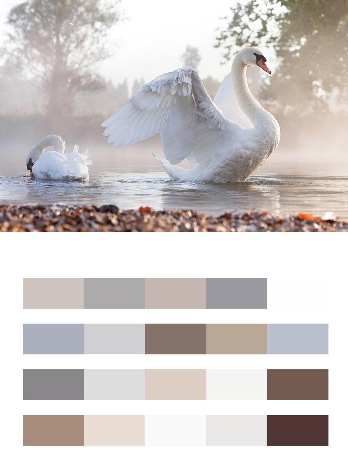 Лебедь с расправлеными крыльями цвета
