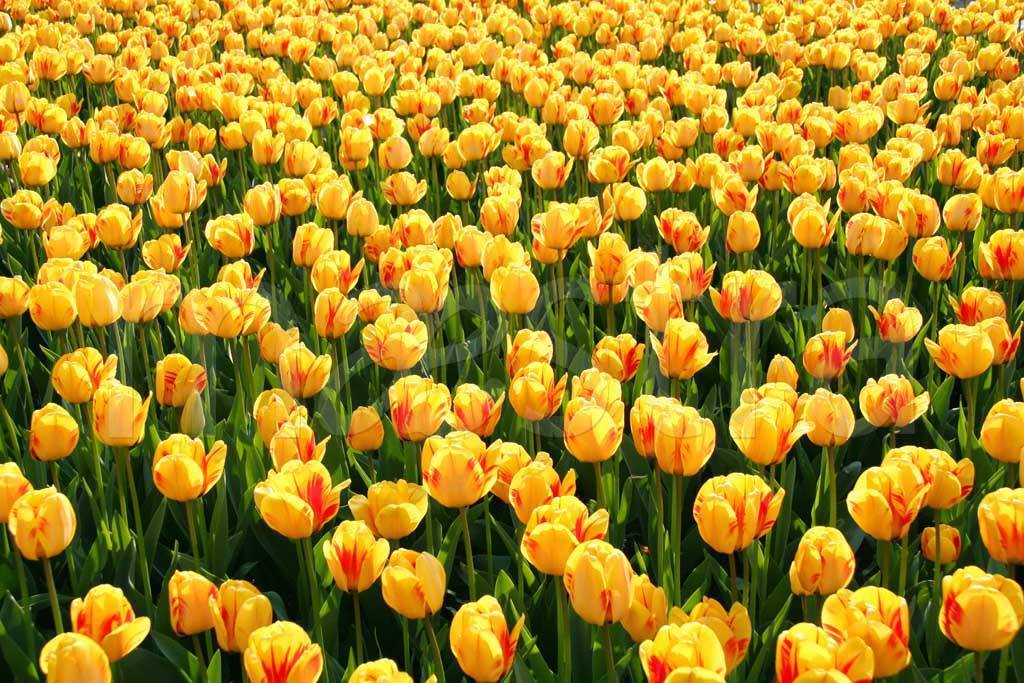 Фотообои Полевые тюльпаны